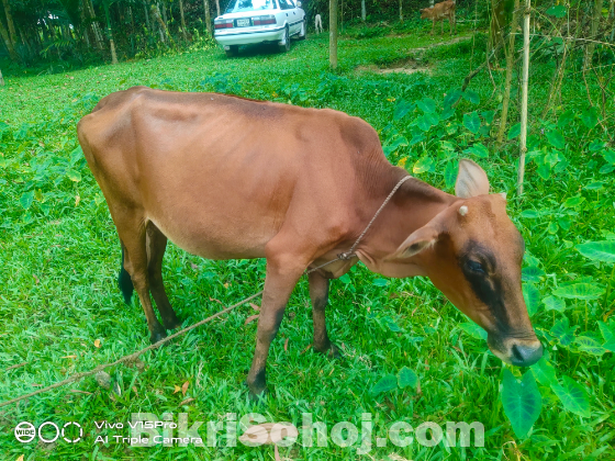 দেশি গাভি বাচ্চা সহ